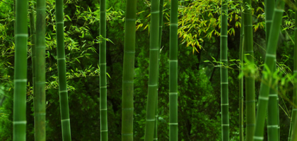 Bamboo