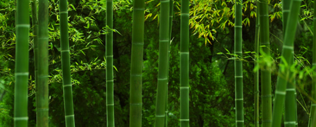 Bamboo